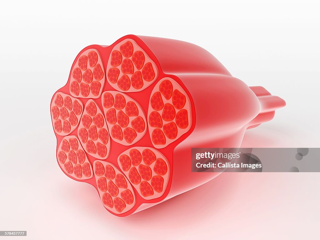 Illustration of human muscle cells