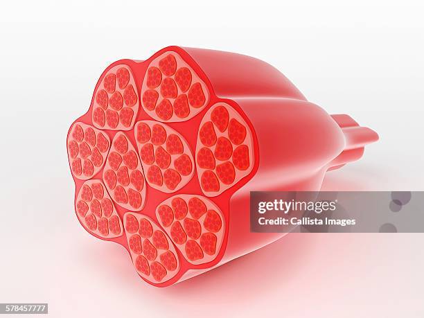 bildbanksillustrationer, clip art samt tecknat material och ikoner med illustration of human muscle cells - human muscle