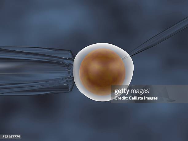in vitro fertilization. 3d illustration of an in vitro cloning assay - human egg stock illustrations