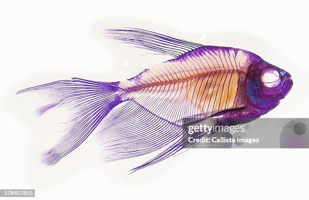 alizarin staining technique to show the skeletal structure of a black skirt tetra fish - 骨 ストックフォトと画像