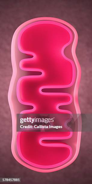 ilustrações, clipart, desenhos animados e ícones de 3d illustration of a mitochondrion - mitocôndria