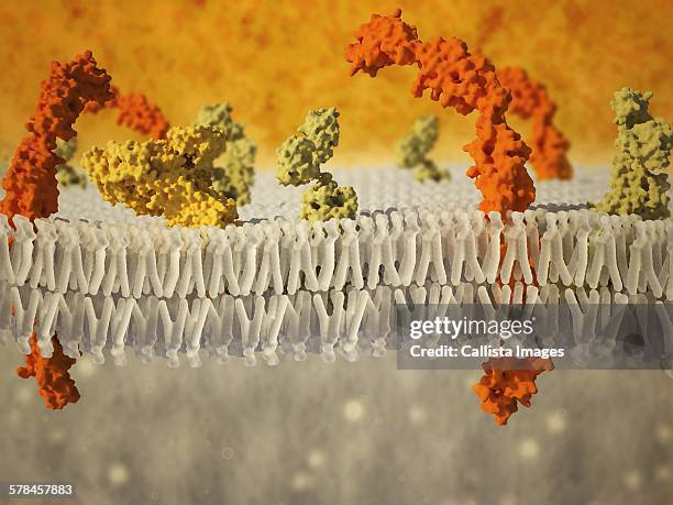 ilustraciones, imágenes clip art, dibujos animados e iconos de stock de phospholipid bilayer of the cell membrane. computer graphic showing the phospholipid bilayer that forms the membrane around all living cells - membrane