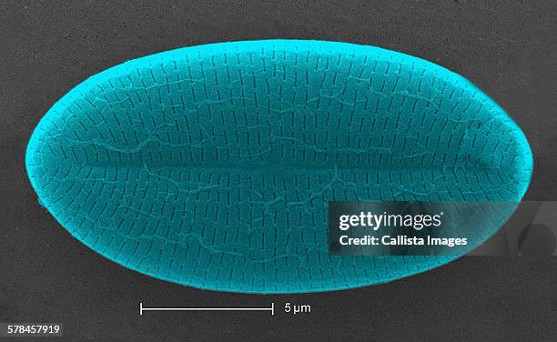 scanning electron micrograph showing a diatom found in an untreated water specimen extracted from a wild stream. magnification 6500x - diatom stock pictures, royalty-free photos & images