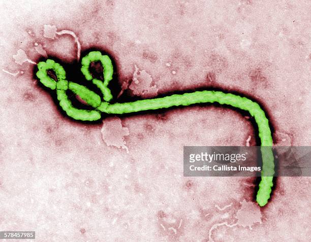 transmission electron micrograph (tem) of an ebola virus virion - ebola bildbanksfoton och bilder