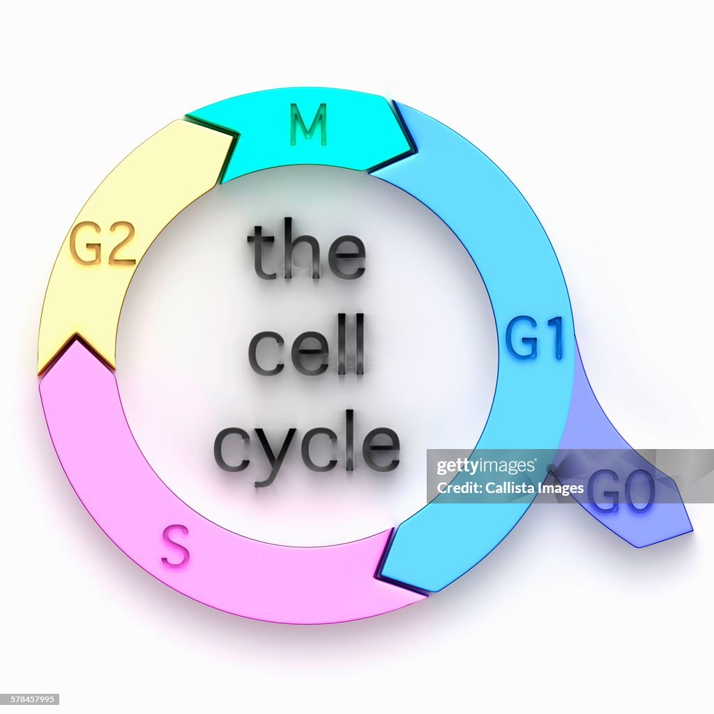 Illustration Of The Biological Cell Cycle High Biology Diagrams