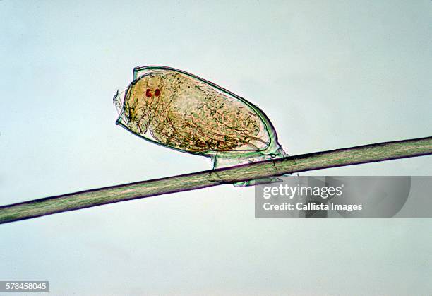 nymph of head louse, pediculus humanus var. capitis, about to emerge from egg. missing egg cap - humanus capitis stock pictures, royalty-free photos & images