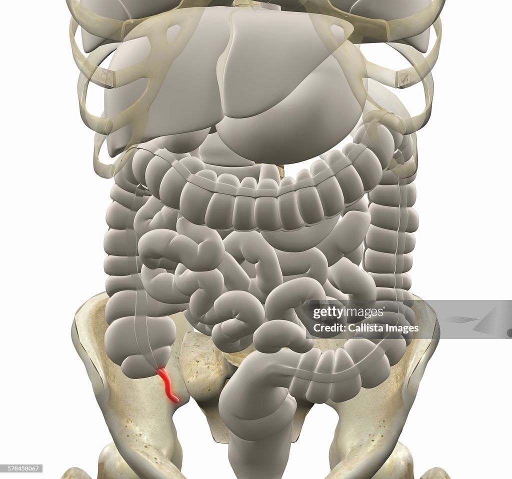 Illustration of gastrointestinal system with the appendix highlighted in red