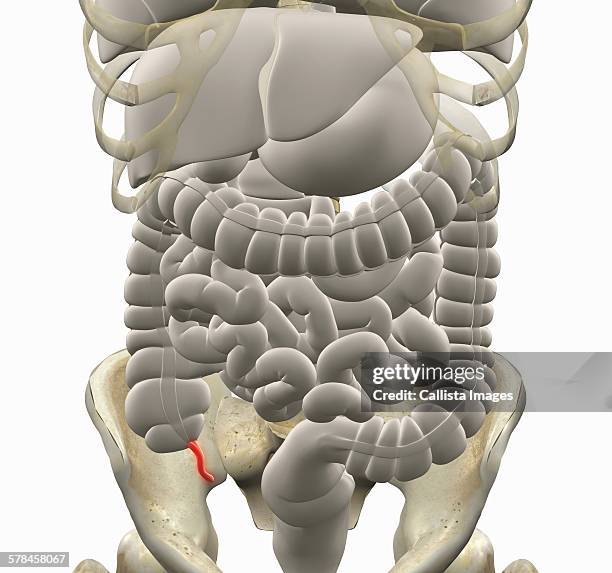 illustration of gastrointestinal system with the appendix highlighted in red - appendix stock-grafiken, -clipart, -cartoons und -symbole