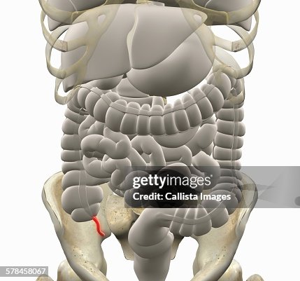Apendix Drawing Illustration Of Gastrointestinal System With The Appendix Highlighted ...
