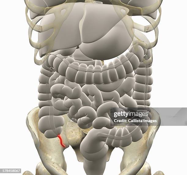 illustration of gastrointestinal system with the appendix highlighted in red - digestive system model stock illustrations