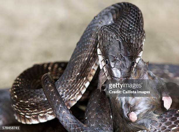 black rat snake (pantherophis obsoletus) eating a deer mouse, (peromyscus) - topo dalle zampe bianche foto e immagini stock