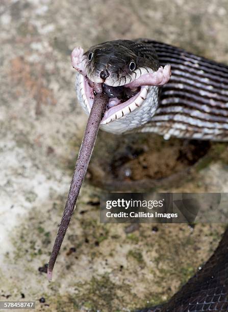 black rat snake (pantherophis obsoletus) eating a deer mouse, (peromyscus) - white footed mouse stock pictures, royalty-free photos & images