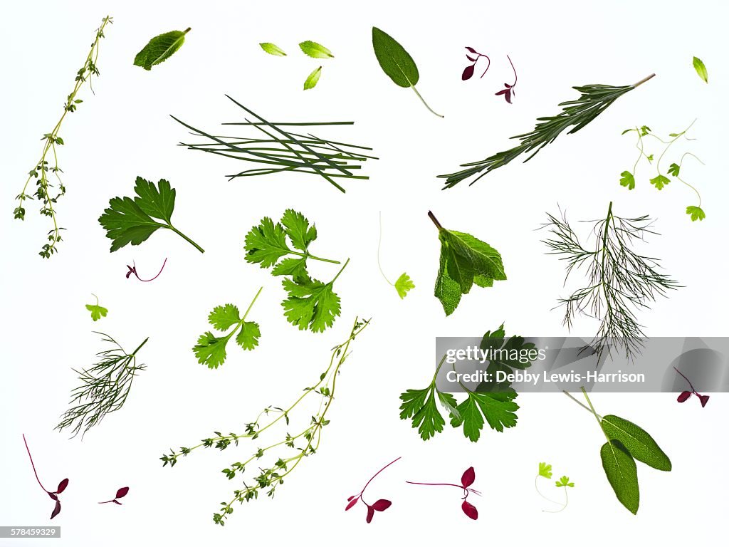 Backlit herbs