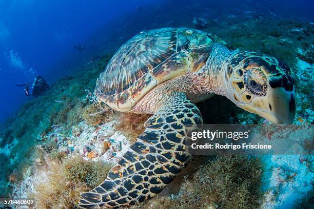 hawksbill turtle (eretmochelys imbricata) feeding on reef, cozumel, quintana roo, mexico - hawksbill turtle fotografías e imágenes de stock