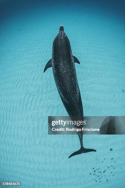 overhead view of atlantic spotted dolphin, bahama banks, bahamas, caribbean - bahama banks bildbanksfoton och bilder