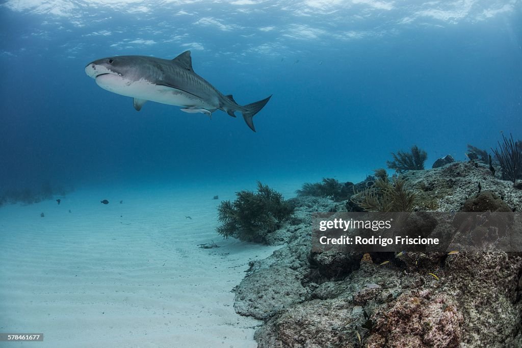 Tiger shark (galeocerdo cuvier) swimming by reef in the north Bahamas, Caribbean