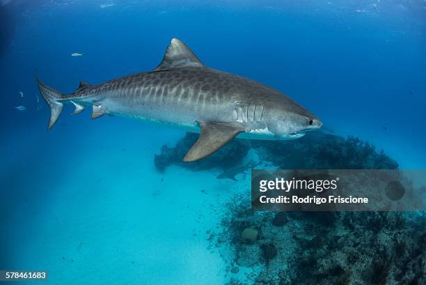 tiger shark (galeocerdo cuvier) patroling reef in the north bahamas, caribbean - tiger shark fotografías e imágenes de stock