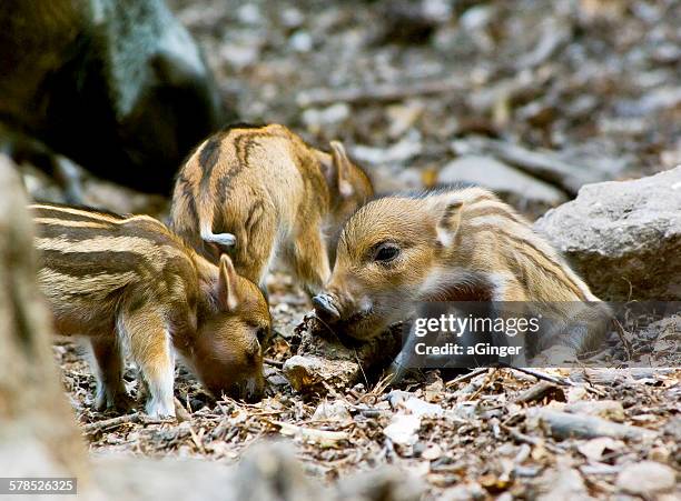wild boar piglets - three pigs stock pictures, royalty-free photos & images