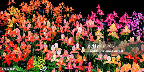 Disa orchids during the RHS Flower Show at Tatton Park on July 21, 2016 in Knutsford, England.