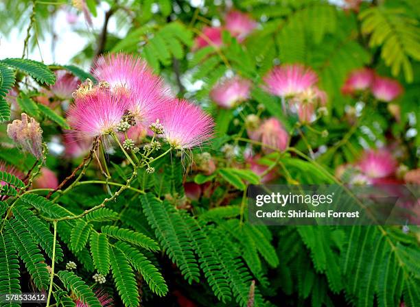 Ten year old Albizia Julibrissin during the RHS Flower Show at Tatton Park on July 21, 2016 in Knutsford, England.