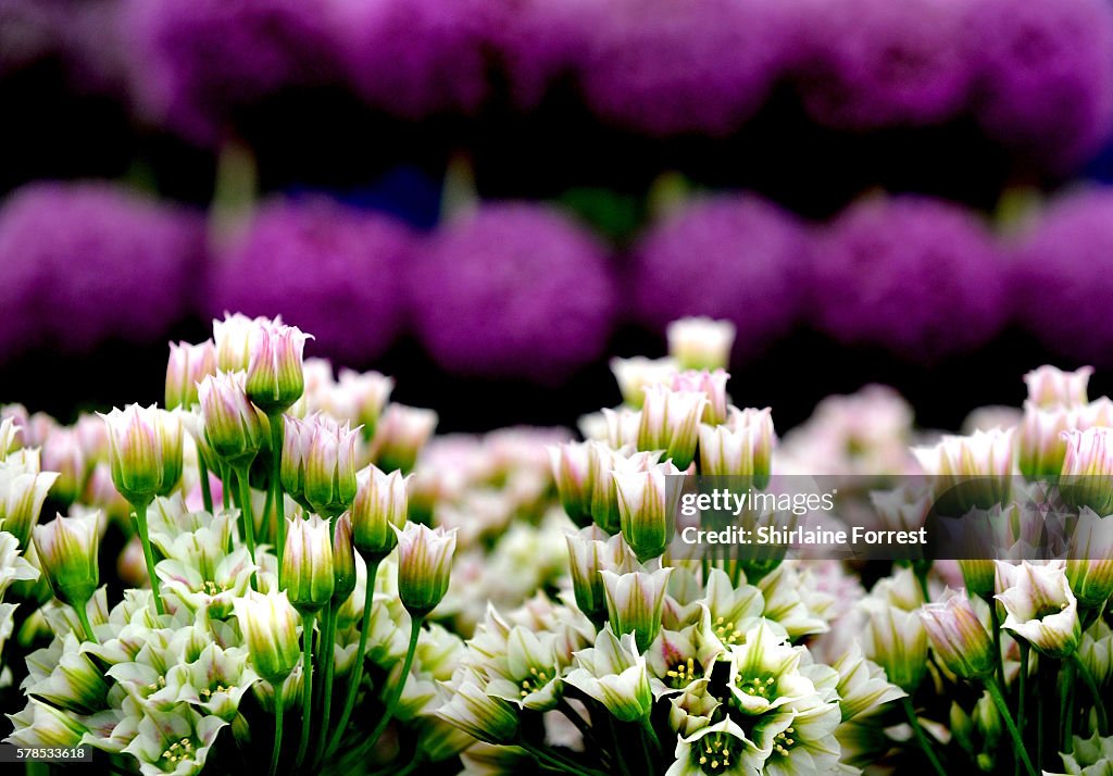 RHS Flower Show Tatton Park - Photocall