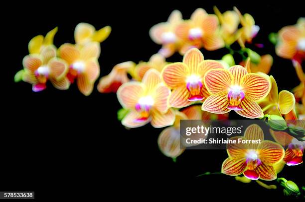 Gold Staff Phalaenopsis orchid during the RHS Flower Show at Tatton Park on July 21, 2016 in Knutsford, England.