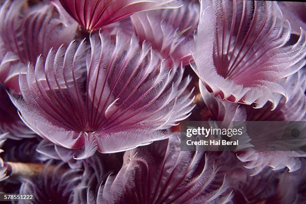 social feather duster worms closeup - feather duster worm stock pictures, royalty-free photos & images