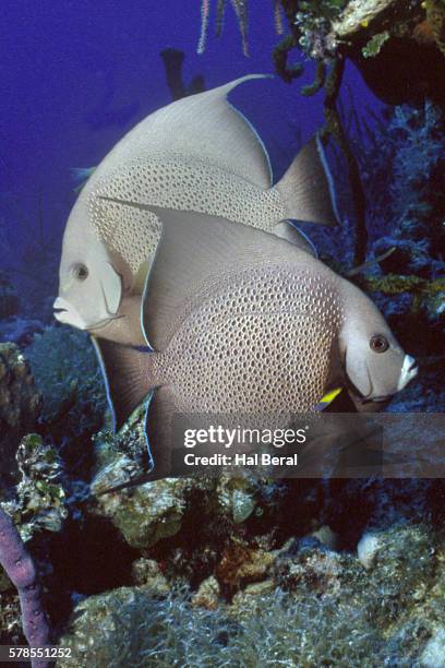 pair of gray angelfish - gray angelfish fotografías e imágenes de stock