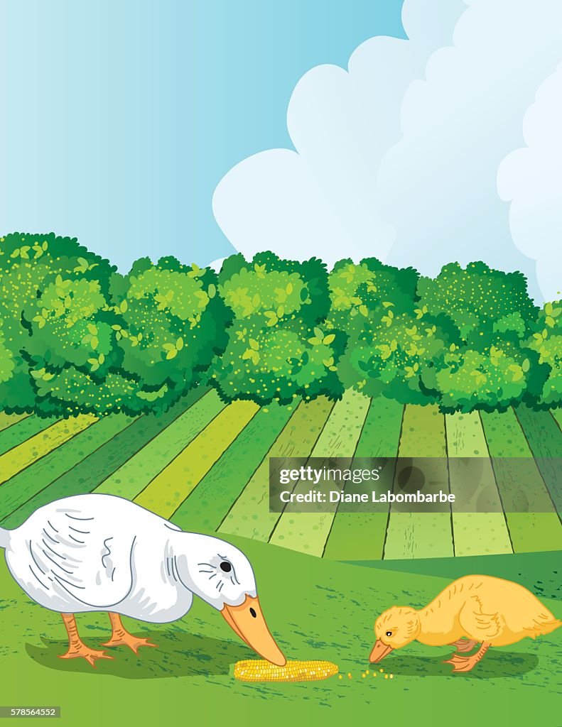 Duck And Duckling Eating Bugs Outside On A Farm High-Res Vector Graphic -  Getty Images