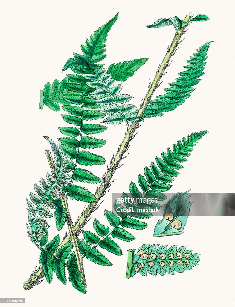 Beech fern