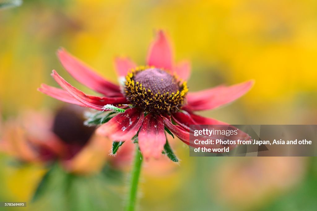 Rudbeckia Cherry Brandy