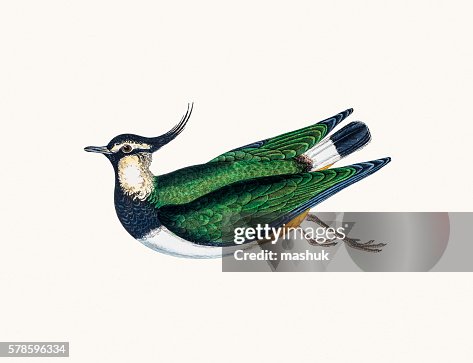 Northern lapwing Northern lapwing
