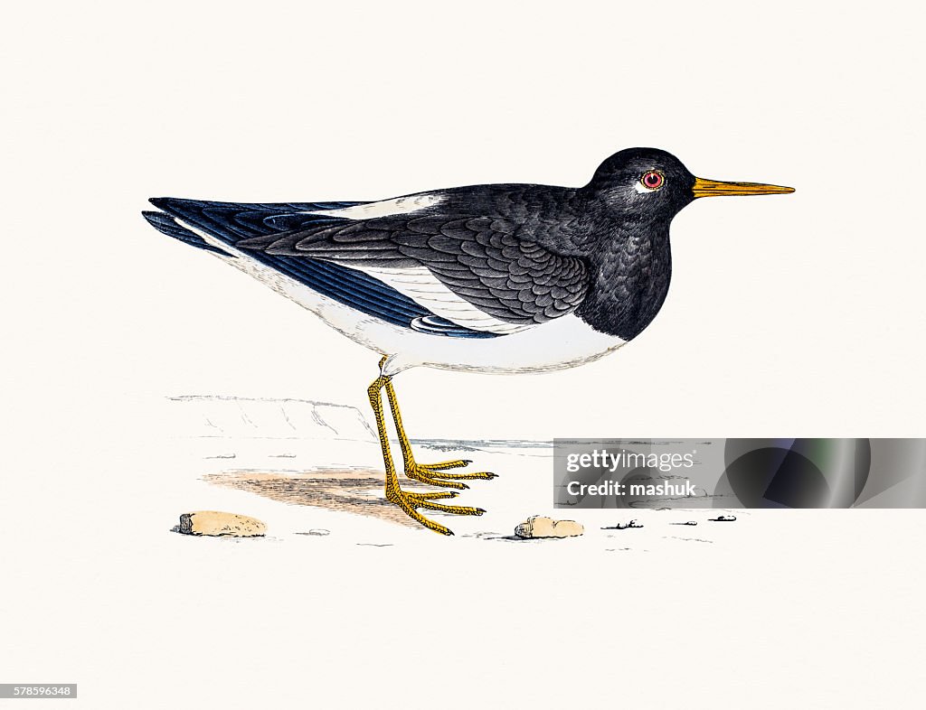 Oystercatcher