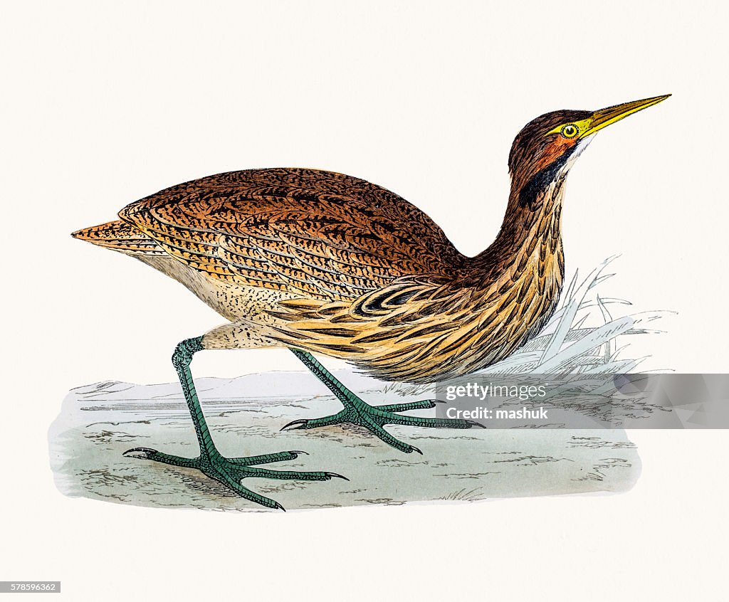 American Bittern