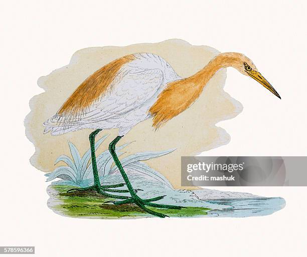 cattle egret - cattle egret stock illustrations