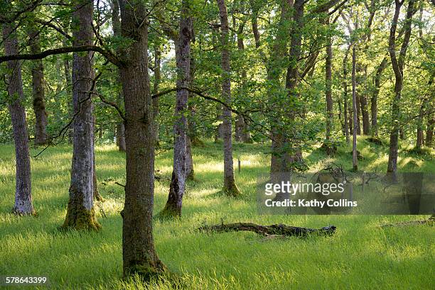 sunlit summer woodland interior - oak woodland stock pictures, royalty-free photos & images