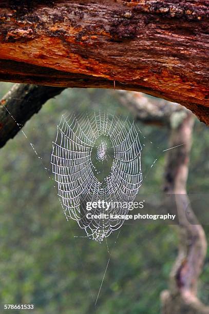 Spider In Tree 398 Tree Trunk Spider Stock Photos, High-Res Pictures, and Images ...