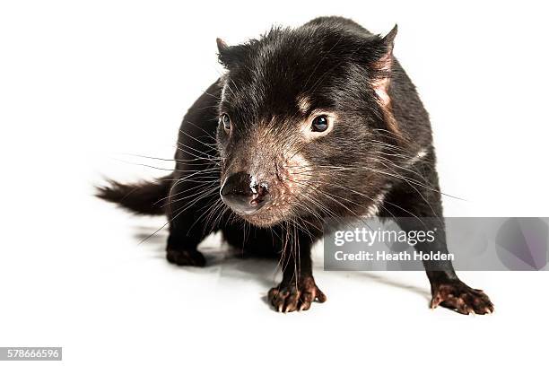 Studio portrait of a mother Tasmanian devil at Trowunna park on July 3, 2012 in Mole Creek, Australia. The devices are part of virtual fence...