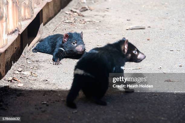 Two wild baby Tasmanian devils laze in the sun behind an industrail compound where they were born on November 28, 2012 in Forth, Australia. The...
