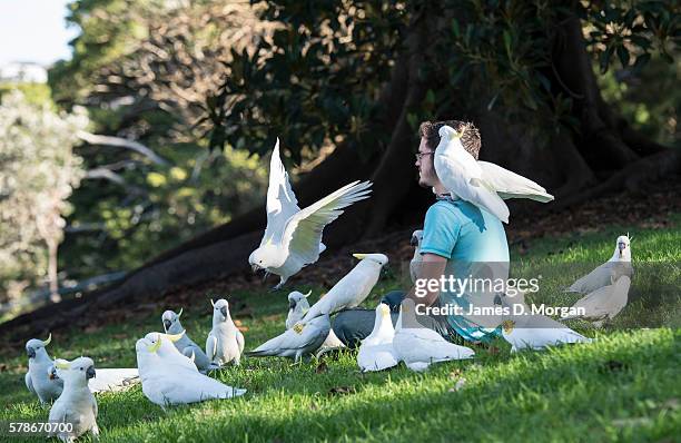 Charles Precht aged 19 from the US with cockatoos in the Royal Botanical Gardens on July 22, 2016 in Sydney, Australia. Sydney recorded its hottest...