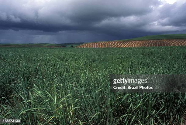 Sugarcane plantation, Mato Grosso do Sul State, Brazil.