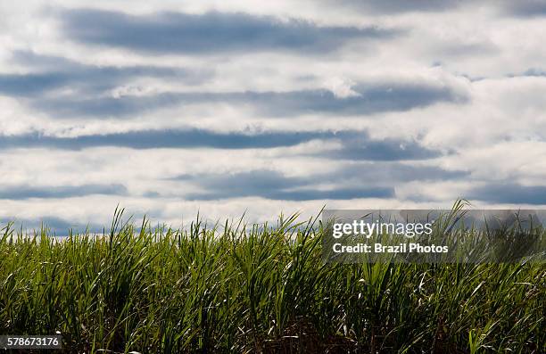 Sugarcane plantation, Mato Grosso do Sul State, Brazil.