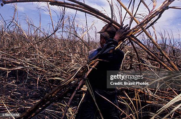 Brazilian acculturated Indian works as sugarcane cutter, Mato Grosso do Sul State, Mid-west Brazil.