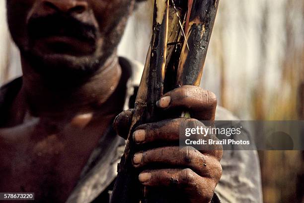 Portrait of sugarcane cutter - hand detail - ethanol production, Mato Grosso do Sul State, Brazil.