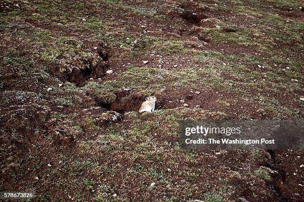 Pika, small mammal, comes out of its burrow at sunset times to look for food in the surroundings of Ganda Village in Qinghai province, on May 30th...