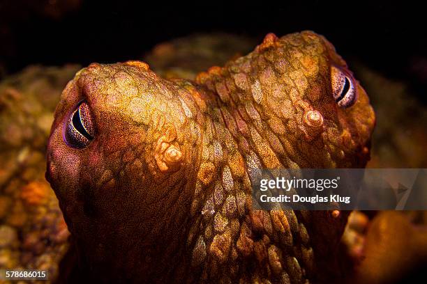 textured with shadow - octopus stock pictures, royalty-free photos & images
