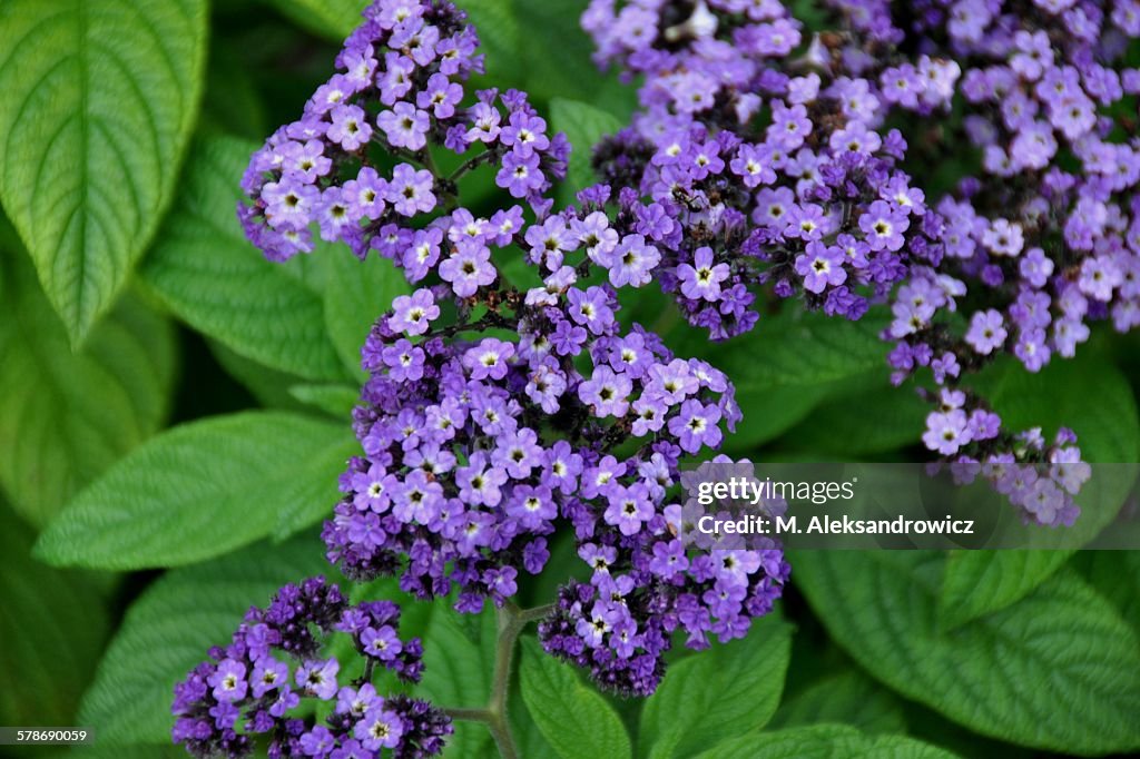 Heliotrope Flowers