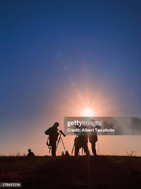 inner mongolia, tree - tournage photos et images de collection