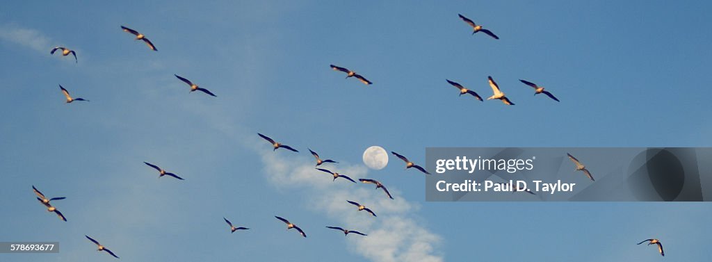 Flock of birds, moon at dusk