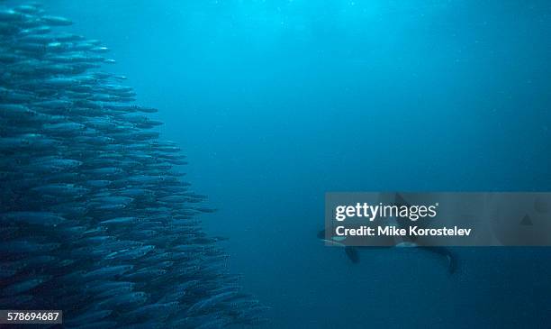 orca hunting, underwater photography - whale hunting stock pictures, royalty-free photos & images